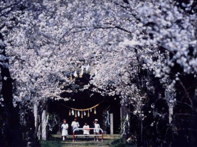 岩岡神社の桜の写真1