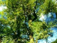 上高地のケショウヤナギの写真1