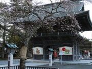 四季桜の写真1