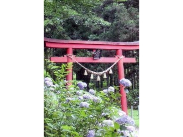 大嶽山の紫陽花の写真1