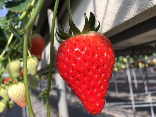田人観光いちご園
