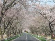 千本桜の写真1