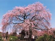 昌建寺のしだれ桜の写真1