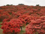 阿武隈中部県立自然公園高柴山のツツジの写真1