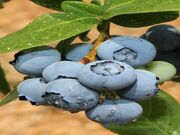 ブルーベリー摘み取り体験の写真1