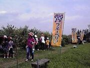 ブルーベリー摘み取り体験の写真2