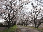 太田川桜堤の写真2