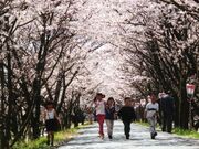 太田川桜堤の写真1