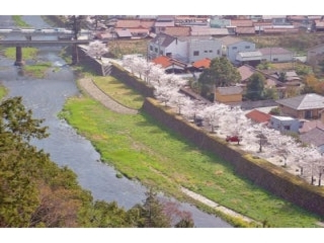 殿町・森村河川敷歩道周辺/さくらの写真1