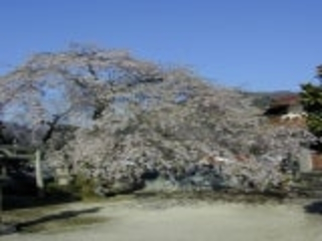 永太院/さくらの写真1
