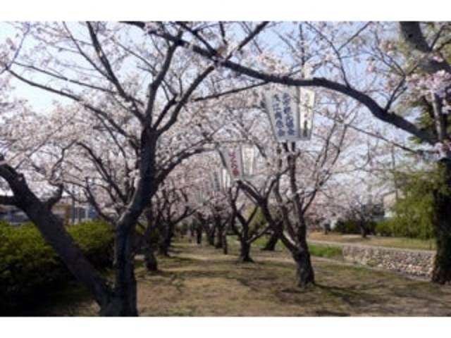 西河原緑地/さくら