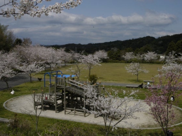 ハートランドひらおスポーツレクリエーション公園/さくらの写真1