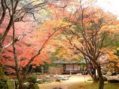 大照院/もみじの写真1