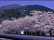 殿町・森村河川敷歩道周辺/さくらの写真2