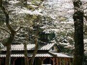 乙女峠マリア聖堂/さくらの写真2