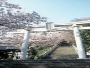 花岡八幡宮/さくらの写真2