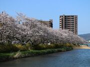 切戸川河川公園/さくらの写真1