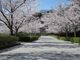 冠山総合公園/さくらの写真2