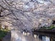 新川の写真1