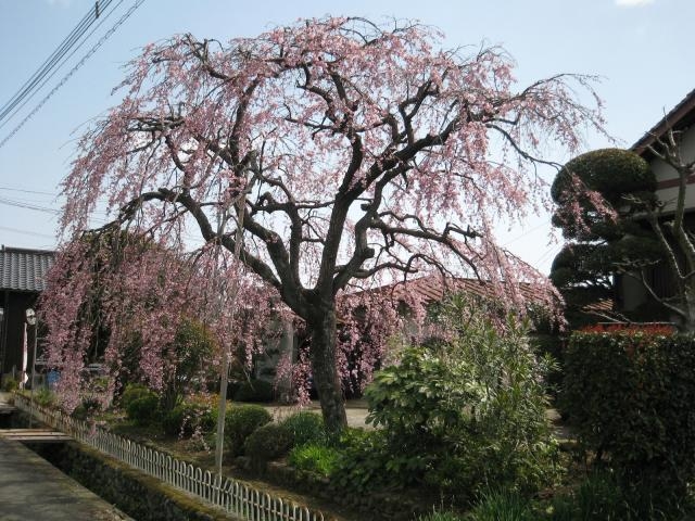 のごみ人形工房のしだれ桜の写真1