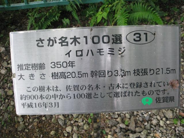 看板_岩屋観音のイロハモミジ