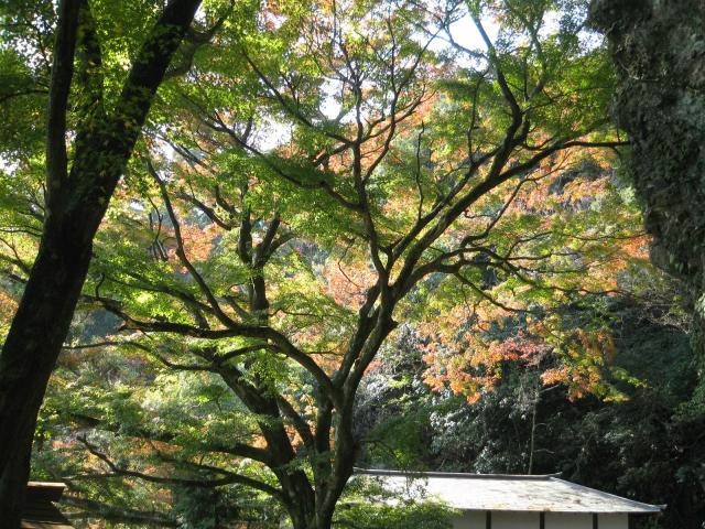 イロハモミジ_岩屋観音のイロハモミジ