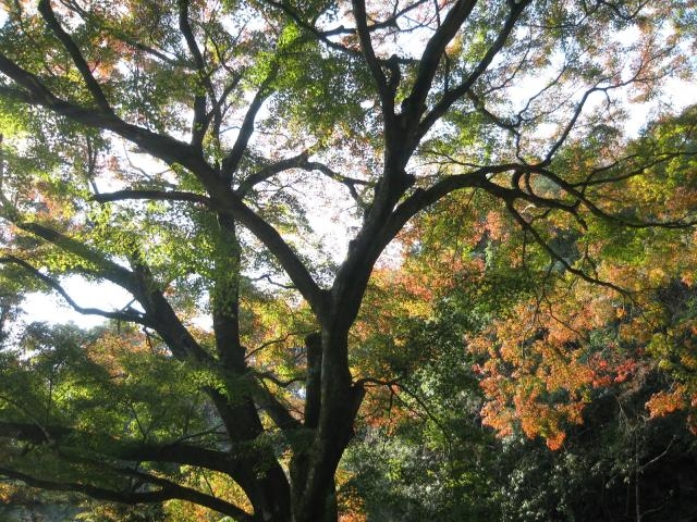 イロハモミジ_岩屋観音のイロハモミジ