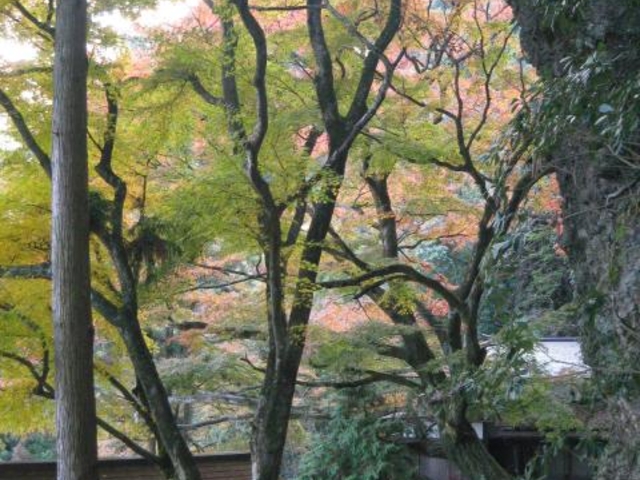 イロハモミジ_岩屋観音のイロハモミジ