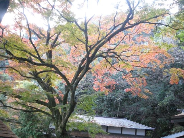 イロハモミジ_岩屋観音のイロハモミジ