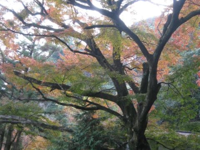 イロハモミジ_岩屋観音のイロハモミジ
