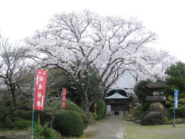 誕生院の桜の写真1