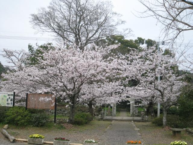普明寺の桜の写真1