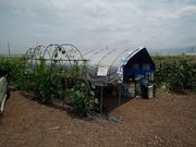 ブルーベリー百瀬園の写真4