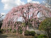 のごみ人形工房のしだれ桜の写真2