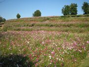 祐徳稲荷神社外苑のコスモスの写真3