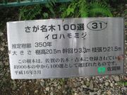 岩屋観音のイロハモミジの写真2