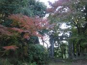 岩屋観音のイロハモミジの写真3