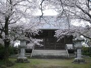 誕生院の桜の写真2