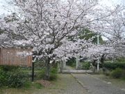 普明寺の桜の写真2