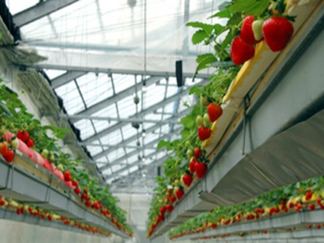 中川農園の写真1