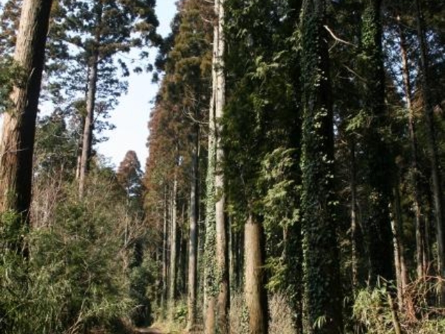 山武杉並木の写真1
