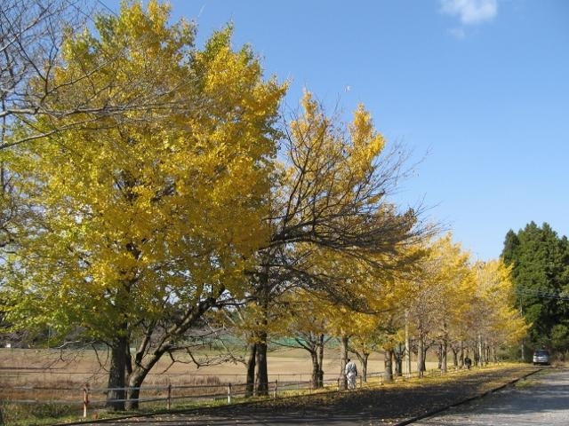 イチョウ並木