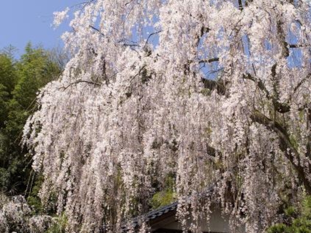 喜多家しだれ桜の写真1
