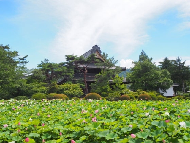 信濃国分寺の蓮