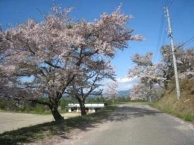 大峰高原の桜の写真1