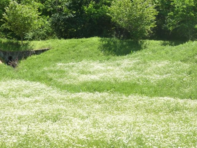 夢農場のカモミールの写真1