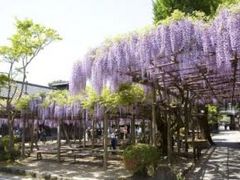 北方文化博物館【藤の名所】の写真1
