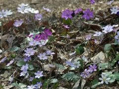 国営越後丘陵公園【雪割草】の写真1