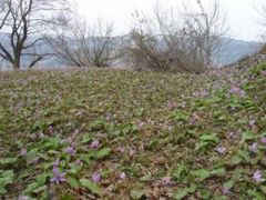 六万騎山のカタクリ群生地(南魚沼市)の写真1