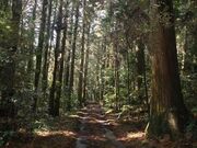 山武杉並木の写真2